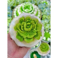 Dahlia flower silicone mold