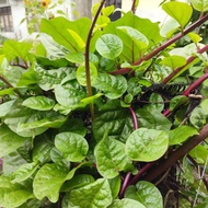 10 pcs benih bayam Malabar merah benih sayur Malabar spinach seed red Malabar sayur raja plant seed 