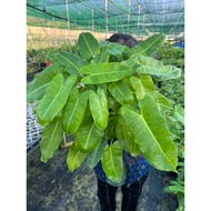 Billionaire soft pot, green, healthy and beautiful, big, healthy and beautiful pot