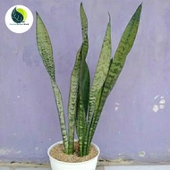 Green snake plant
