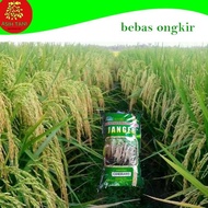 Benih Bibit Padi Ciherang Janger 5kg Unggul