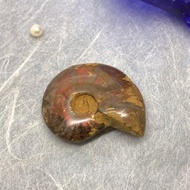 Edith & Jaz • 招財斑彩螺化石擺設 (F)