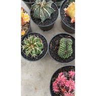 Plants at the price of 225k