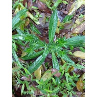 Promo CHEAP BASIL PLANT SEEDLINGS