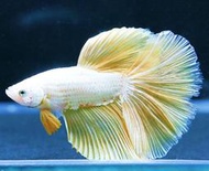 【成崧水族】黃金甲展示級鬥魚 黃金甲展示級超半月 超半月鬥魚 超半月 鬥魚 白超半月鬥魚