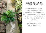 心栽花坊-綠鑽蔓綠絨/綠帝王/5吋盆/觀葉植物/室內植物/綠化植物/售價160特價140