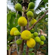 Anak pokok tin.Fig Tree.Promosi 9.9..CDA, Deanna,SJ,,BNR,CDDR,i258,,BXP  Perbagai Variety.