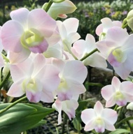 Dendrobium Cinta Sweet Pink Potted Orchid - Live Plant