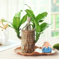 Brazilian Wood Groot Hydroponic Lucky Bamboo Flowering Hydroponic Plant Seedling Indoor Lucky Bamboo