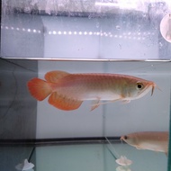 Miliki Ikan Arwana Super Red