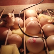 Anak Ayam Shamo impor