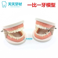 Dental Dental Model Oral Material Dental Preschool Teaching Practice Use Simulation Simple Dentures 