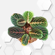 tanaman hias hidup calathea strip pink/calathea kepiting