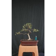 Bonsai Picus Calfornia Sudah Jadi | Bonsai Beringin California siap