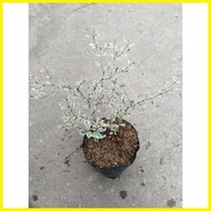 ┻ ☑ ▫ Variegated African Talisay Tree  Variety