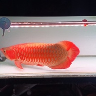 ikan arwana super red Sumo 55cm