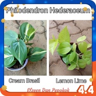 Philodendron Brasil Indoor Plant Micans/ Indoor Plant / Cream splash /Brazil / Lemon Lime |🌿 Pepokok Greenturae 🌿