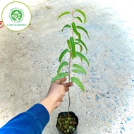 Lemon eucalyptus tree (lemon eucalyptus) is extremely fragrant and easy to care for - Medicinal plan