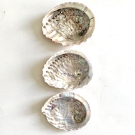 African Abalone Shell (limited edition) (SHELL ONLY)