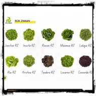 ☍☎☏Rijk Zwaan Lettuce Different  Variety (1000/5000 Seeds)