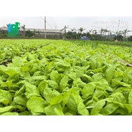 Hanoi dwarf mustard greens seeds (candied mustard greens)