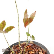 Promo Cyrtosperma Johnstonii Alocasia | Alocasia Zebrina Rival