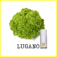 Rijk Zwaan Lettuce Pelletized 100 Seeds | Nutrihydro
