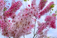 【浪漫粉花旗】阿拉伯的粉紅村、竹崎花仙子、阿里山森林鐵路車庫園區 一日