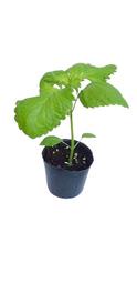 韓國芝麻葉盆栽｜烤肉包肉，生菜沙拉｜調味料｜買10送1