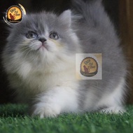 Terlaris Kucing Anggora Persia Himalaya Ragdoll Munchkin Peaknose