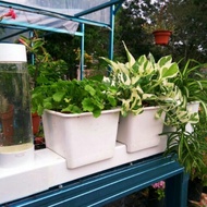 HLT Cute Generation 2.0 (Pasu Hidroponik Viral)- Ready Stock