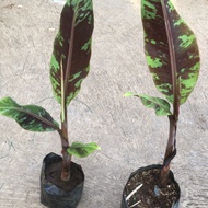 Pisang hias varigata merah blood banana (Musa acuminata var. zebrina)