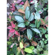 ♞,♘Aglaonema Varieties / Budget Meal (Baby to Large Size)