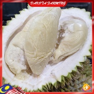 Anak Pokok Durian D7 Chia Chi Import Dari Thailand