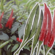 35 biji benih Cili Padi Sakata 508 F1 Hibrid