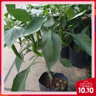 1 POKOK CILI SAYUR  Offer RM29.99