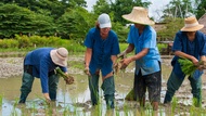 Plough to Plate A Rice Experience in Phetchaburi