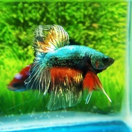 ikan cupang Avatar Cooper Gold Halfmoon