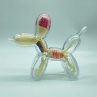 Genuine Bulk Semi-Anatomy Anatomy Balloon Dog See-Through Bone Figure Trendy Design
