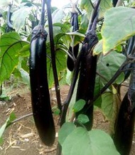 黑長茄子種籽種子 種籽苗圓黑紫色長茄嫁接種苗四季盆栽蔬菜子秧