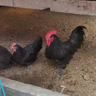 ayam australorp