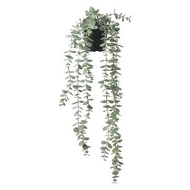 Eucalyptus hanging vines T58cm pot 9cm