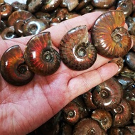 Natural Spotted Fossil Fossil Ammonite Conch Ancient Biological Fossil Mineral Rough Stone Desktop O