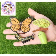 Butterfly life cycle model - Butterfly life cycle