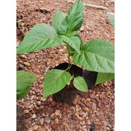 ANAK POKOK CILI PADI (1 pokok/ 3 pokok)