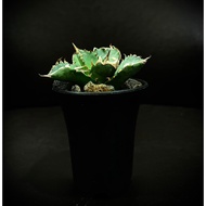 [Bunface Potato x Keth Botanic] Agave Titanota 'Solar Green'