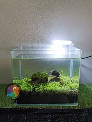 Aquarium Fish Tank 18cm (2)Combo Set (Curve)