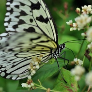 Entopia by Penang Butterfly Farm Admission Ticket