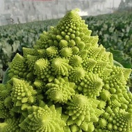 Pagoda Cabbage Seeds Pagoda Cabbage Seeds Vegetable Seeds Vegetable Seeds Vegetable Seeds Balcony Co