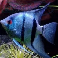 Ikan Manfish Blue Pinoy